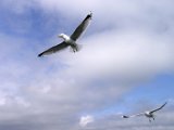 Trosa Segling_10